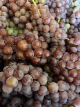 デラウエアの加工が始まっています